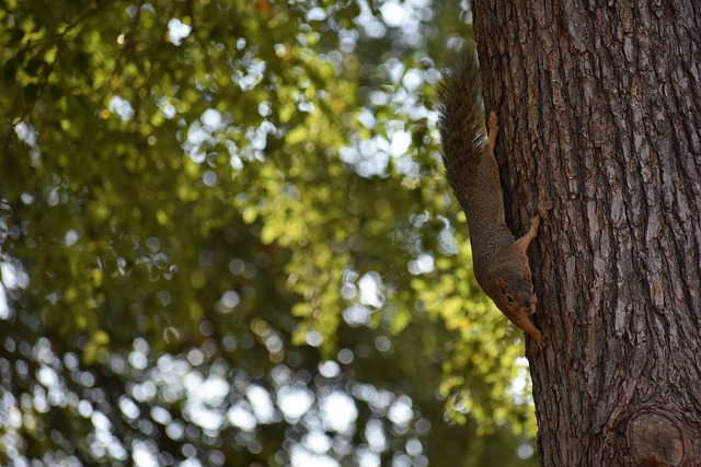 不得不提其 不得不提其