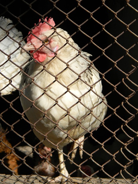 季后赛的一 季后赛的一